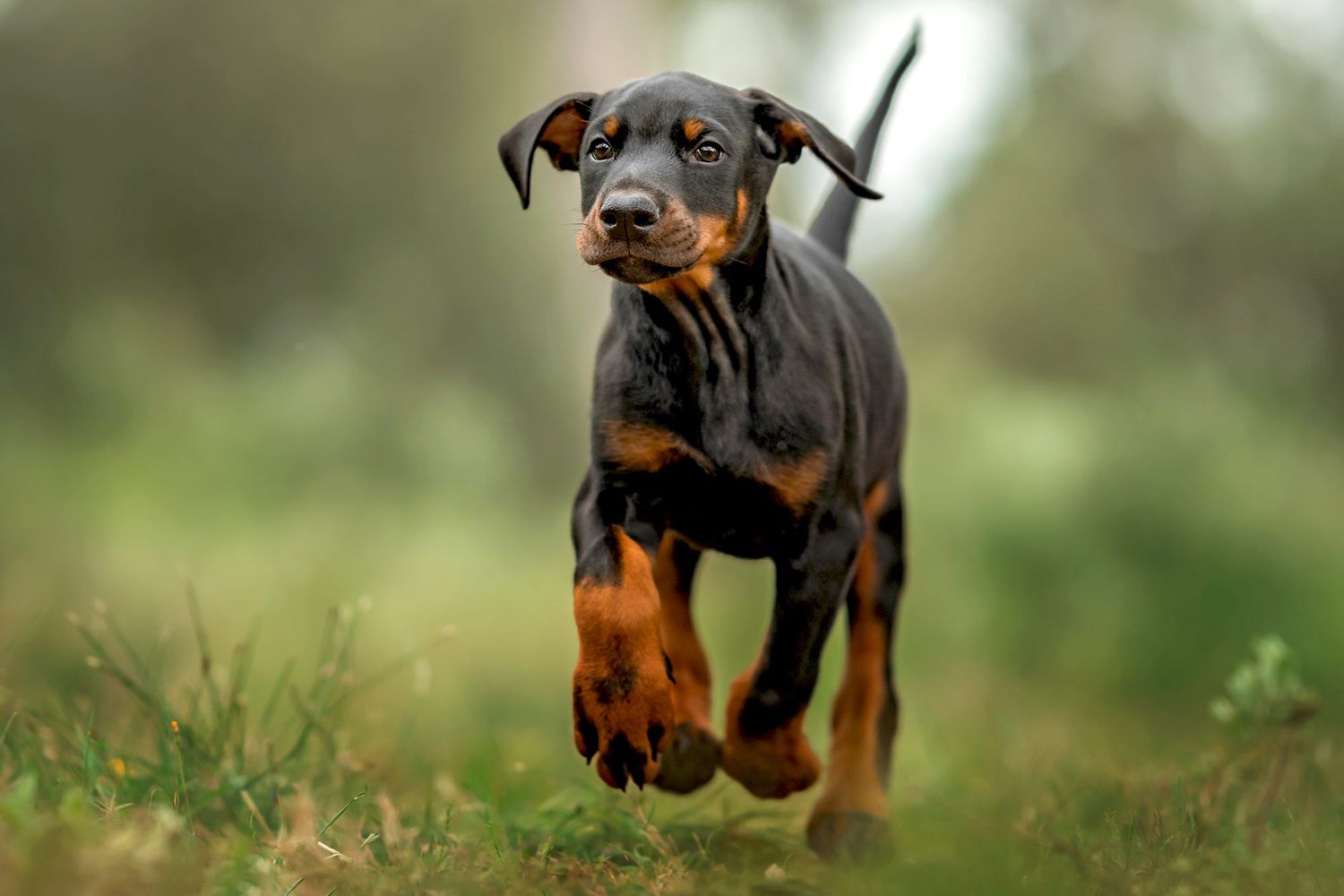 doberman